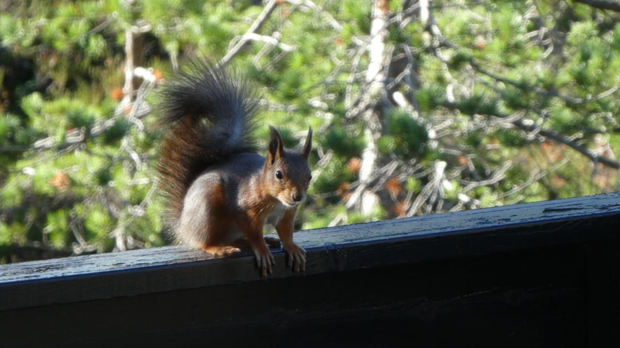Fantastisk Beliggenhet! Til Leie På Skrim! Feriehus Kongsberg